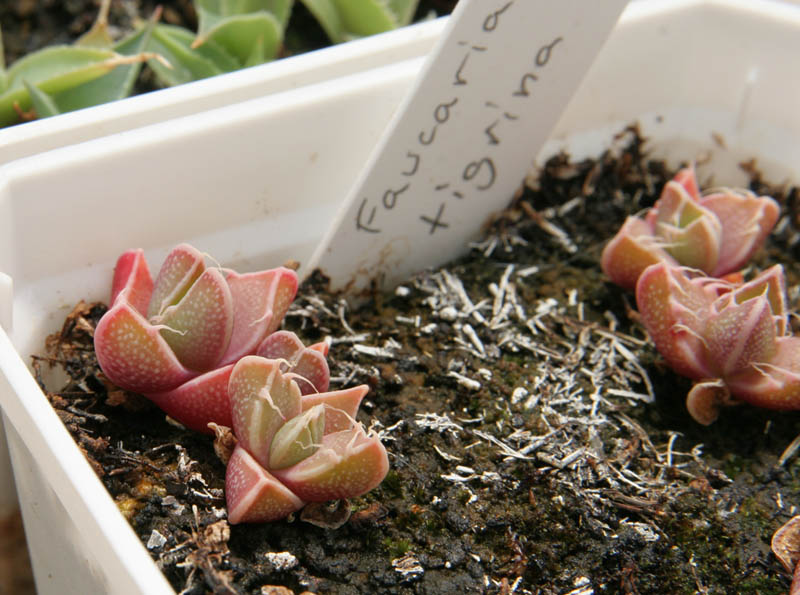 sharks jaws, دندان کوسه ای، دندان ببری